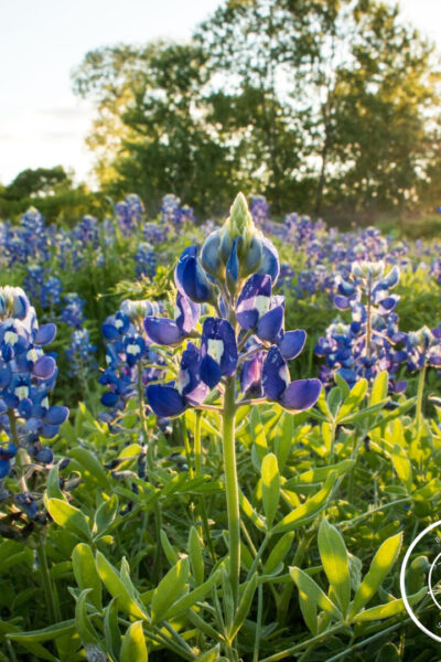 bluebonnets bartlett tx, bartlett secrets, jennifer tucker, bartlett, bluebonnets